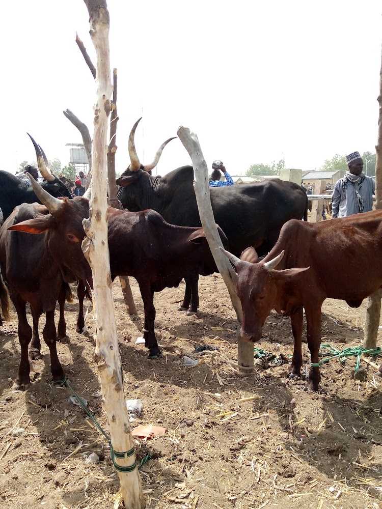 Gumel Market photo 2